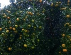 湘西里耶镇特有的南丰蜜橘！