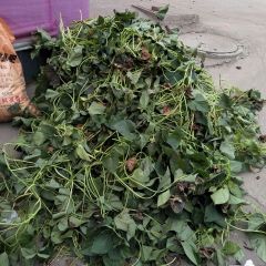 平乡红薯叶 没几亩了需要的来