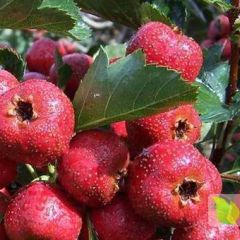 绛县我处有大量山楂， 供应各种山楂苗