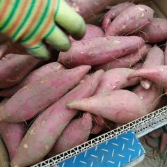 河南开封主要经营红薯，紫薯，西瓜红