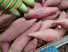 河南开封主要经营红薯，紫薯，西瓜红