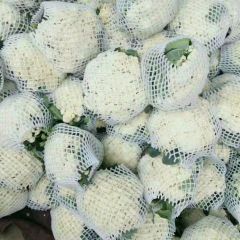 滦南菜花大面积蔬菜已经种植 还有生菜 莴笋