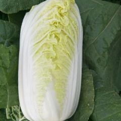 固安县圣园果蔬种植专业合作社