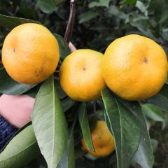 南丰蜜桔，棉桔，沙糖桔