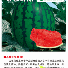 甜王西瓜 西瓜种子--宏奥奇甜全国总经销