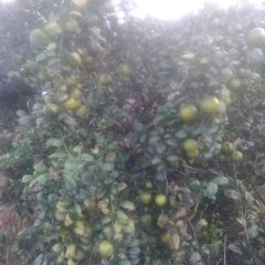 江洲柑橘 本人大量提供砂糖橘/沃甘/茂谷柑