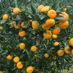 此地火红细皮南丰蜜桔上市了，甜而化渣