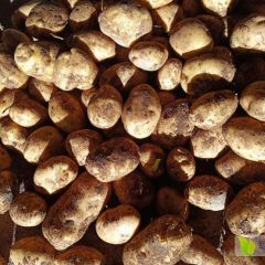 我做土豆代办这一行已有20年之久