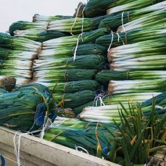 万荣葱白长40Cm以上，入土30Cm