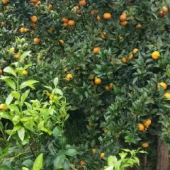 南丰蜜橘代办，果品光滑亮丽