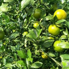 江洲贡柑果形美观，皮色橙黄至橙红