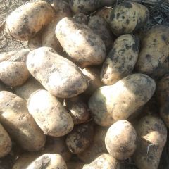 黑龙江绥化市本地，窖存土豆货源充足