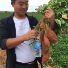 中国山芋之乡 现有大量商薯19上市