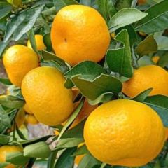 湖北蜜桔自家果园/无中间商