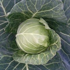 天门甘蓝名优产品, 诚信为本，客户至上