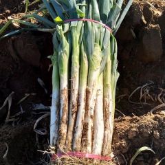 抢了，抢了，速度！长白大葱就剩80亩了