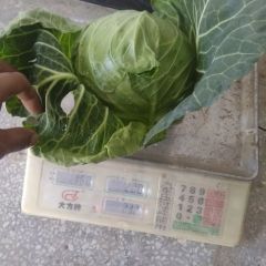 钟祥市陈程蔬菜合作社旺旺货源充足