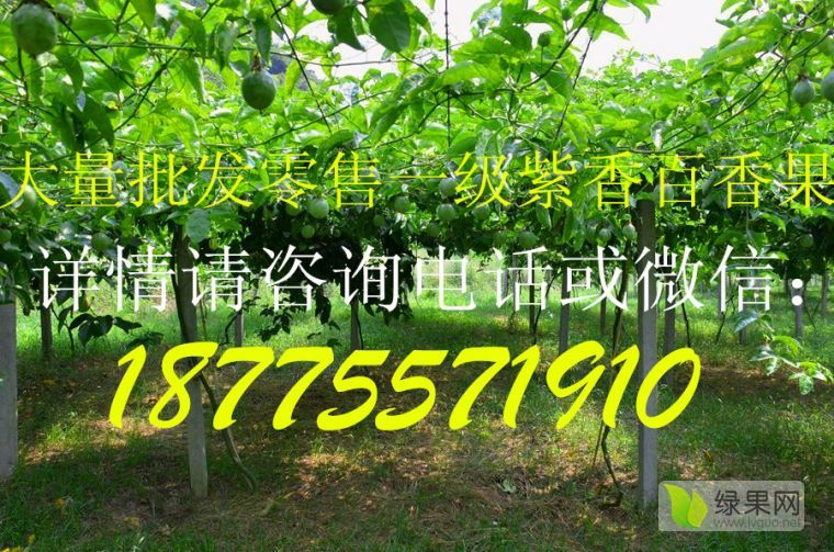 2018年广西北流紫香一号百香果价格