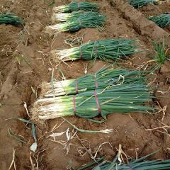 大葱产地直销，大量供应，净葱毛葱欢迎选购