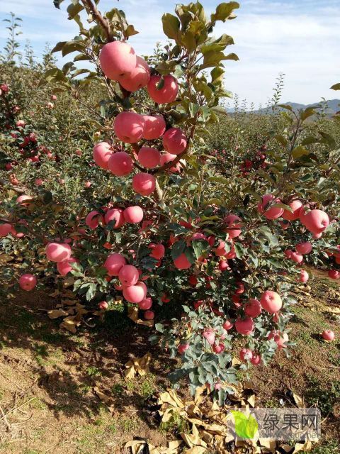 2018年辽宁庄河红富士价格