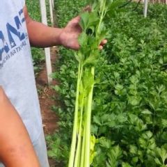 蔬菜基地大量供应芹菜。