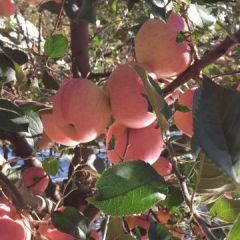 销售自家产的威海大苹果，汁多爆甜，量大！
