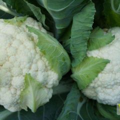 泗水菜花大量上市了，个头2左右