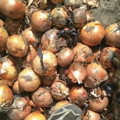 黑龙江宁安，吉林延吉大量黄红紫洋葱上市
