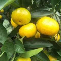 湖北宜昌优质蜜桔丑八怪基地