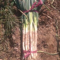 邑市大章蔬菜市场长白大葱甜为主要卖点，白高60-90