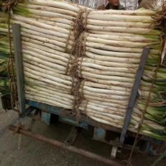 欢迎来到山东省潍坊市昌邑市大葱基地