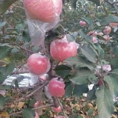 大量供应优质冰糖心红富士苹果