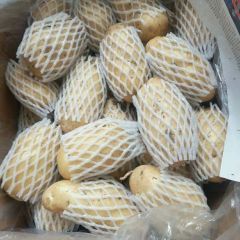 莱城冷库荷兰十五土豆，2.5量以上箱子货
