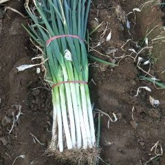 鸡泽县西庄村 现在大量上市中