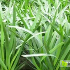 河南韭菜大量上市有需要的客户请联系