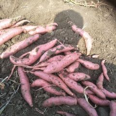 2018莱西红薯 脱毒原苗，西瓜红留种预售中