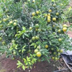 民济园艺作物专业合作社出售砂糖橘