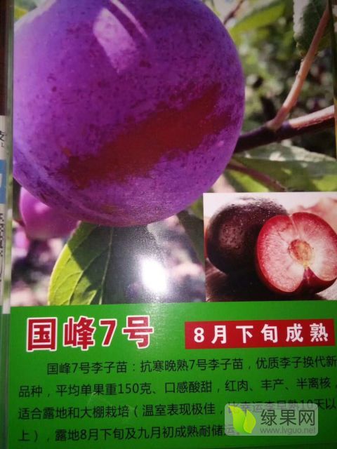 2018年辽宁鲅鱼圈女皇“女神”价格