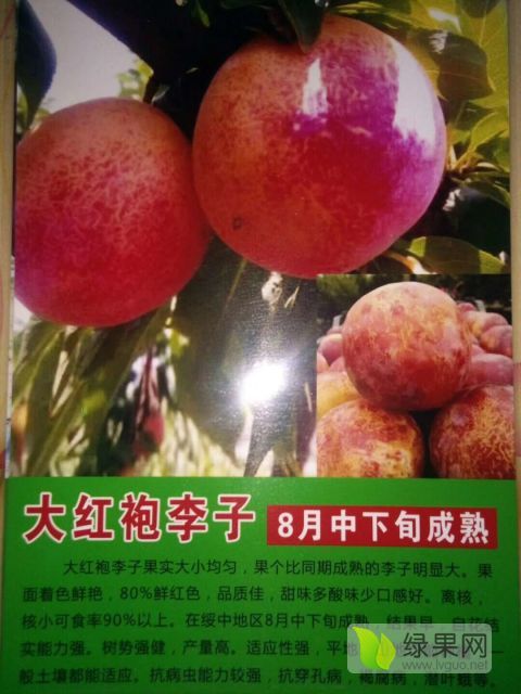2018年辽宁鲅鱼圈大红袍李子苗价格