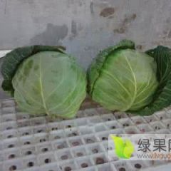 新鲜扁球甘蓝奥奇那大量上市