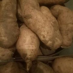 博山 本地黄皮黄壤优质红薯