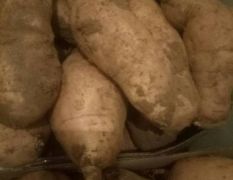 博山 本地黄皮黄壤优质红薯