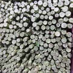 中洲莴苣，大量上市，价格便宜