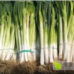 辽宁葫芦岛兴城长白大葱 品质好欢迎订购