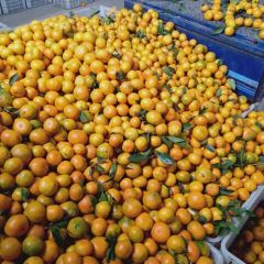 丹江口市龙山镇专业柑橘代收