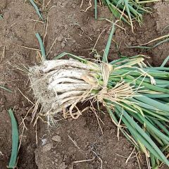 帮朋友销售白菜大葱萝卜，辽宁昌图通江口镇白家