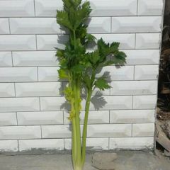 菜农自己销售省去中间环节