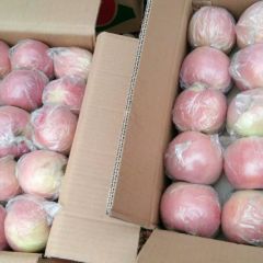 又是一年霜降过，山西红富士苹果开始上市。