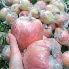 又是一年霜降到，运城红富士苹果大量上市