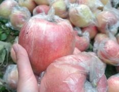 又是一年霜降到，运城红富士苹果大量上市